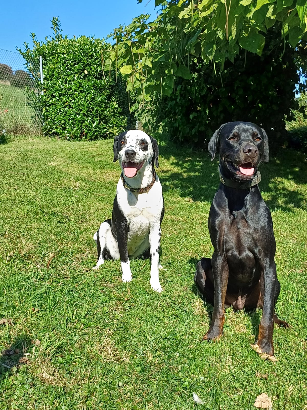 Zwei Hunde sitzen nebeneinander im sonnigen Garten