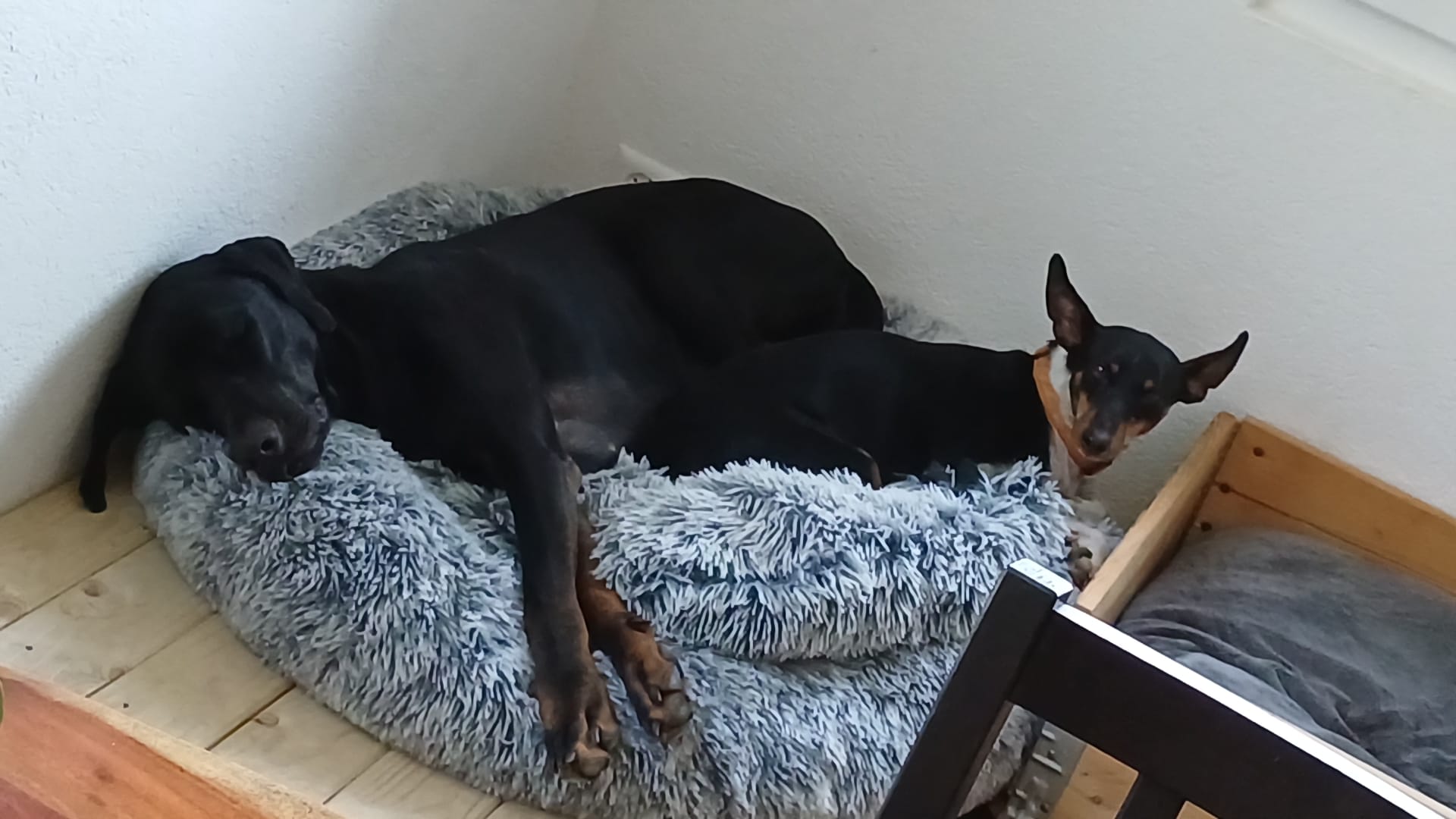 Zwei Hunde entspannt auf der Wiese bei Gentle Dog