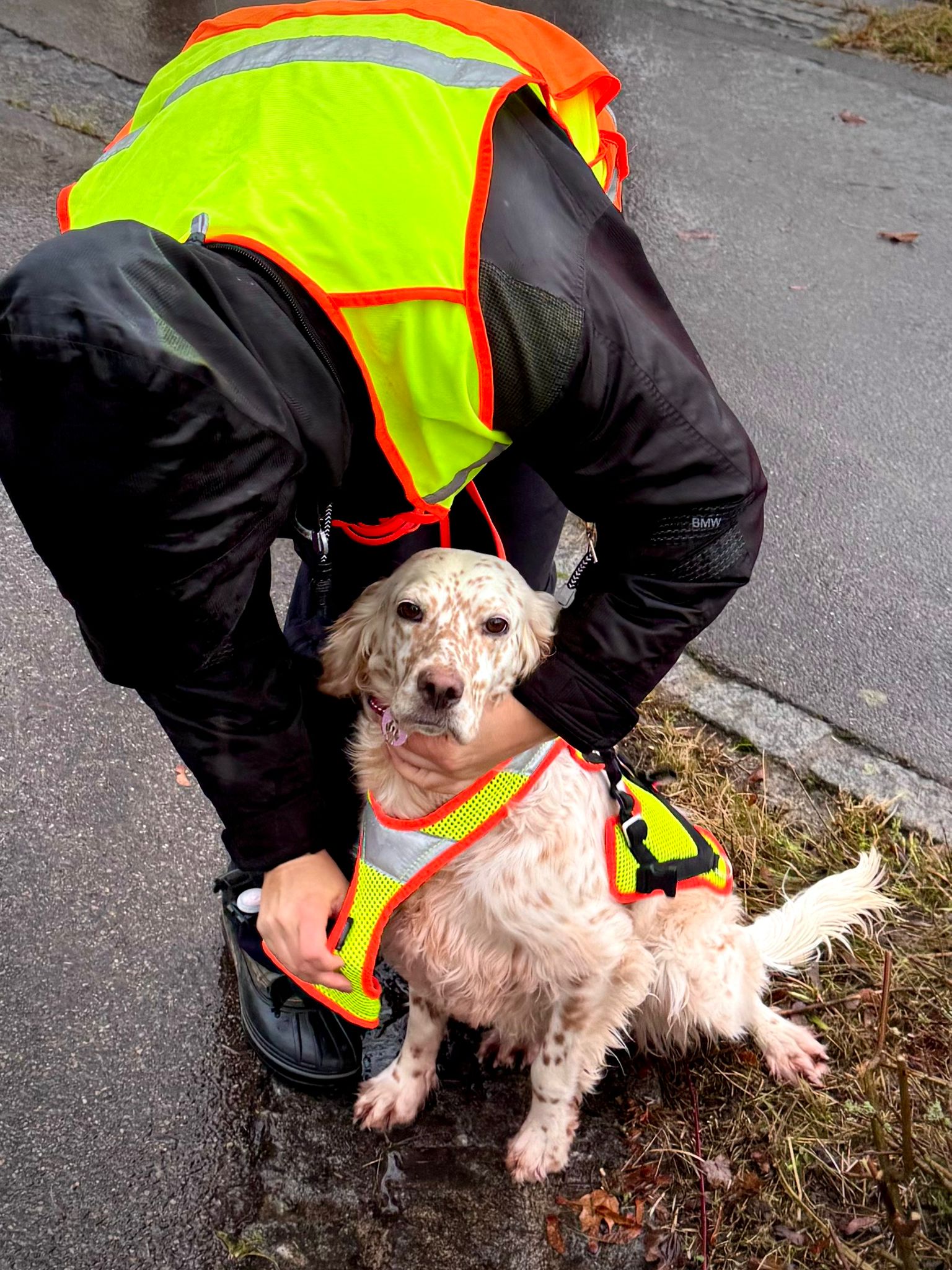 Hund folgt einer Spur im Gelände