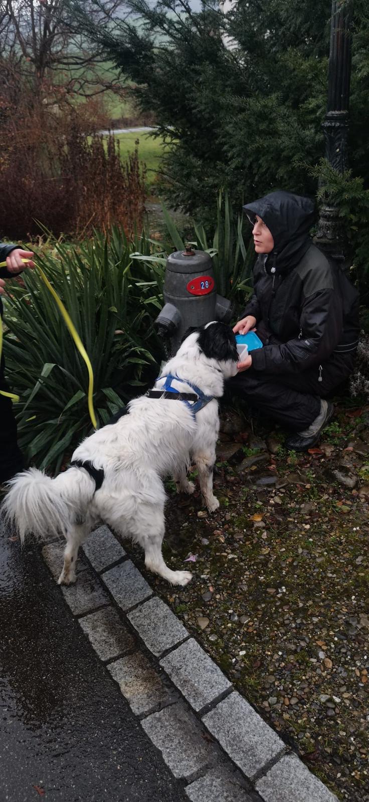 Hund arbeitet konzentriert auf dem Trail