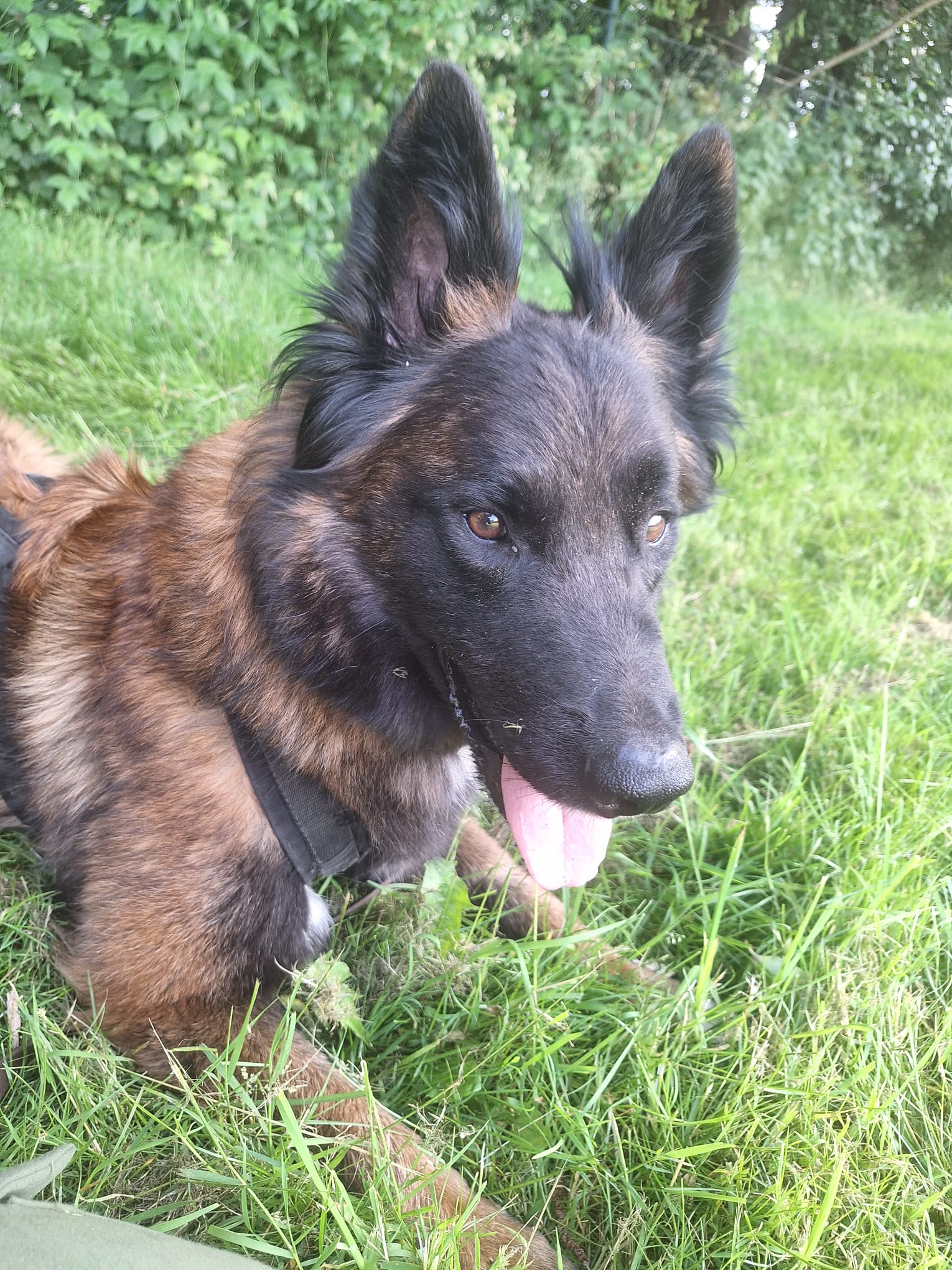 Hund schaut aufmerksam in die Kamera