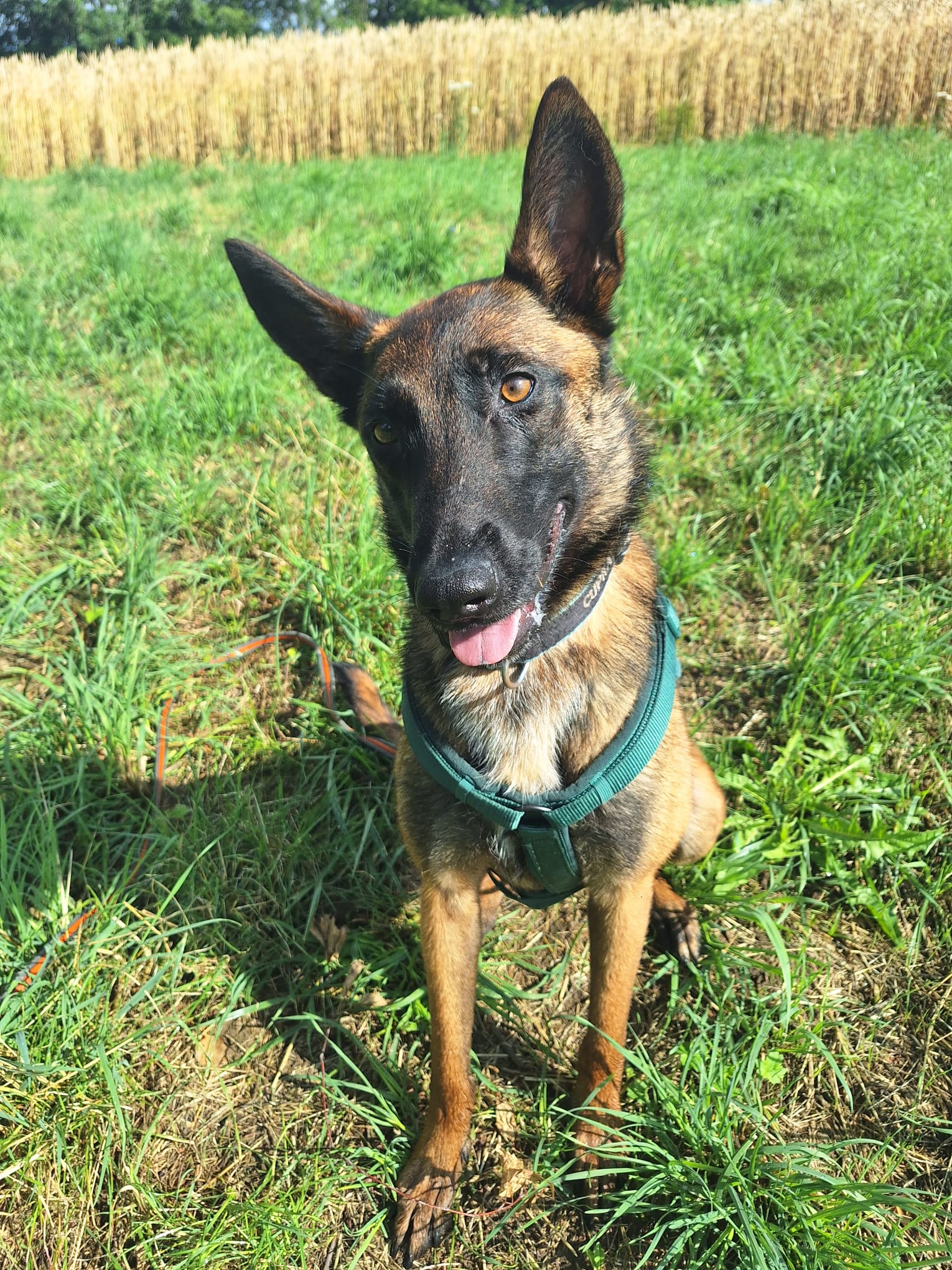 Hund im Geschirr auf einem Feldweg