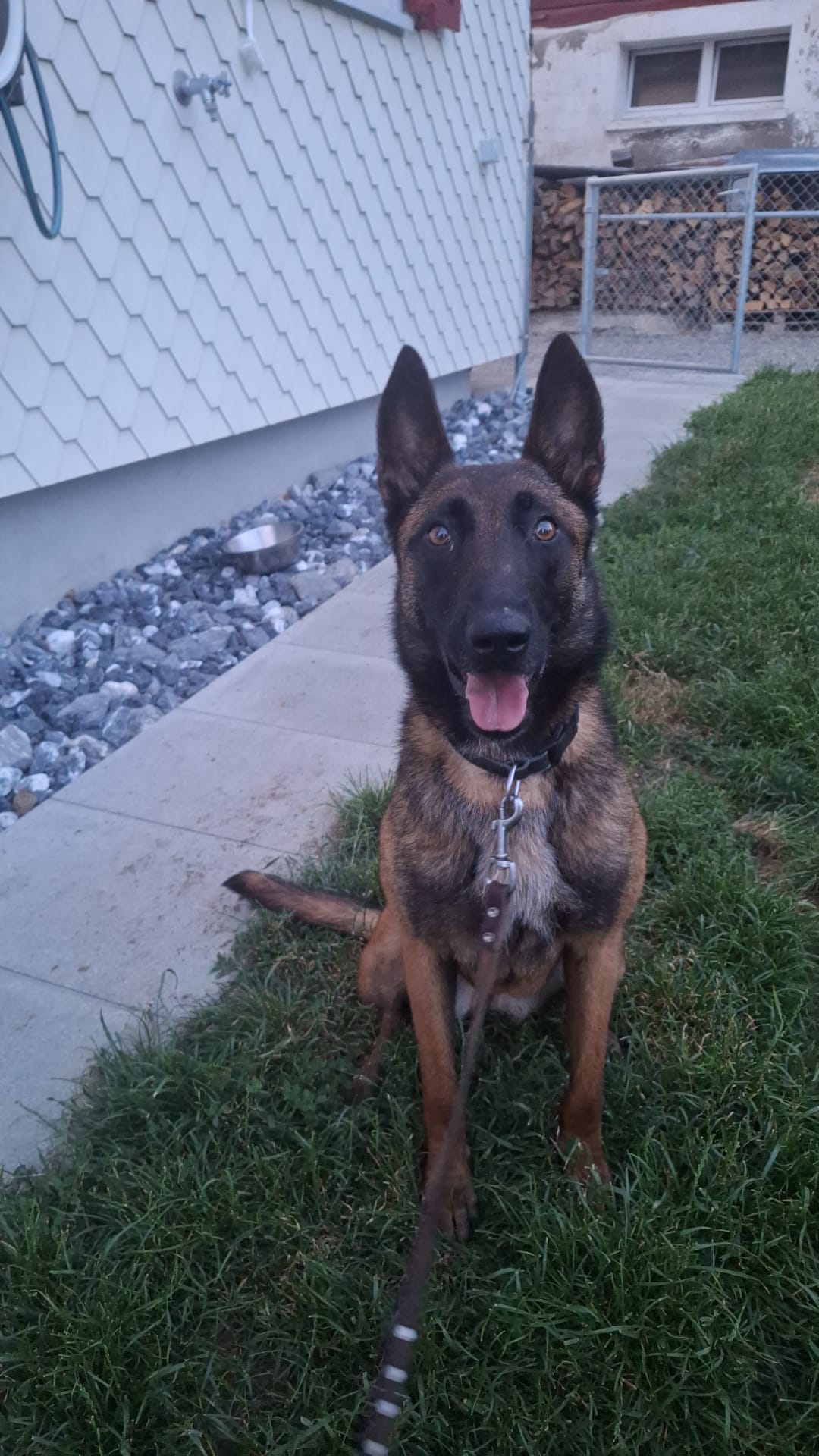 Hund im Geschirr schaut aufmerksam nach vorn