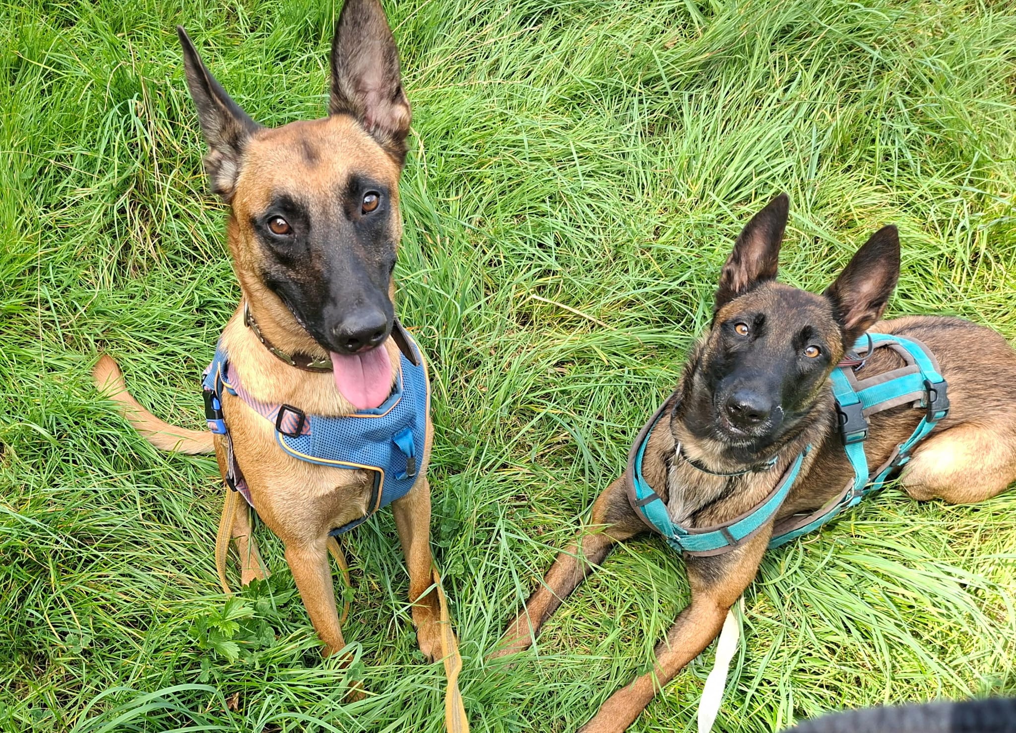 Zwei Hunde im Gras schauen aufmerksam in die Kamera