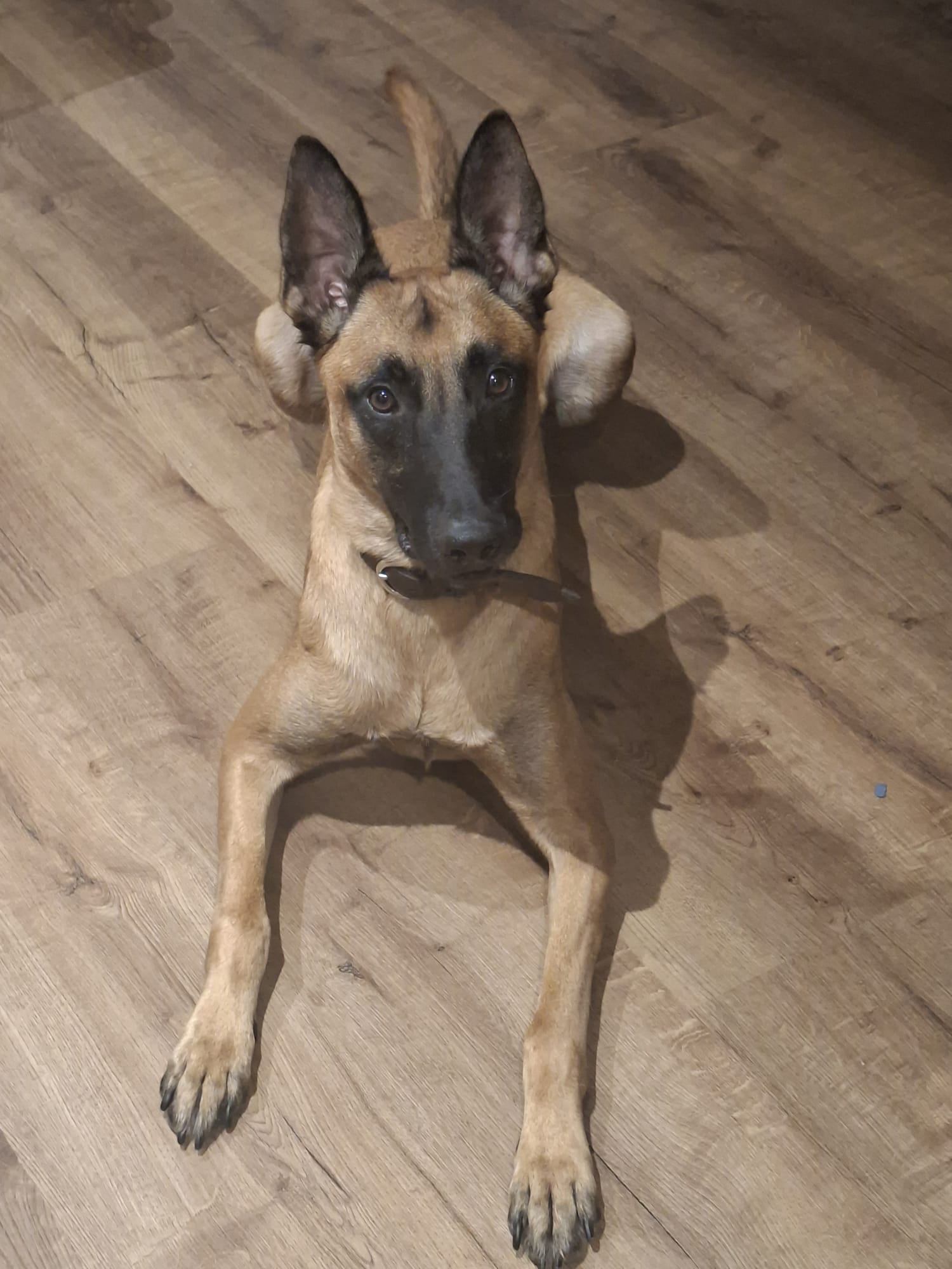Hund steht aufmerksam da