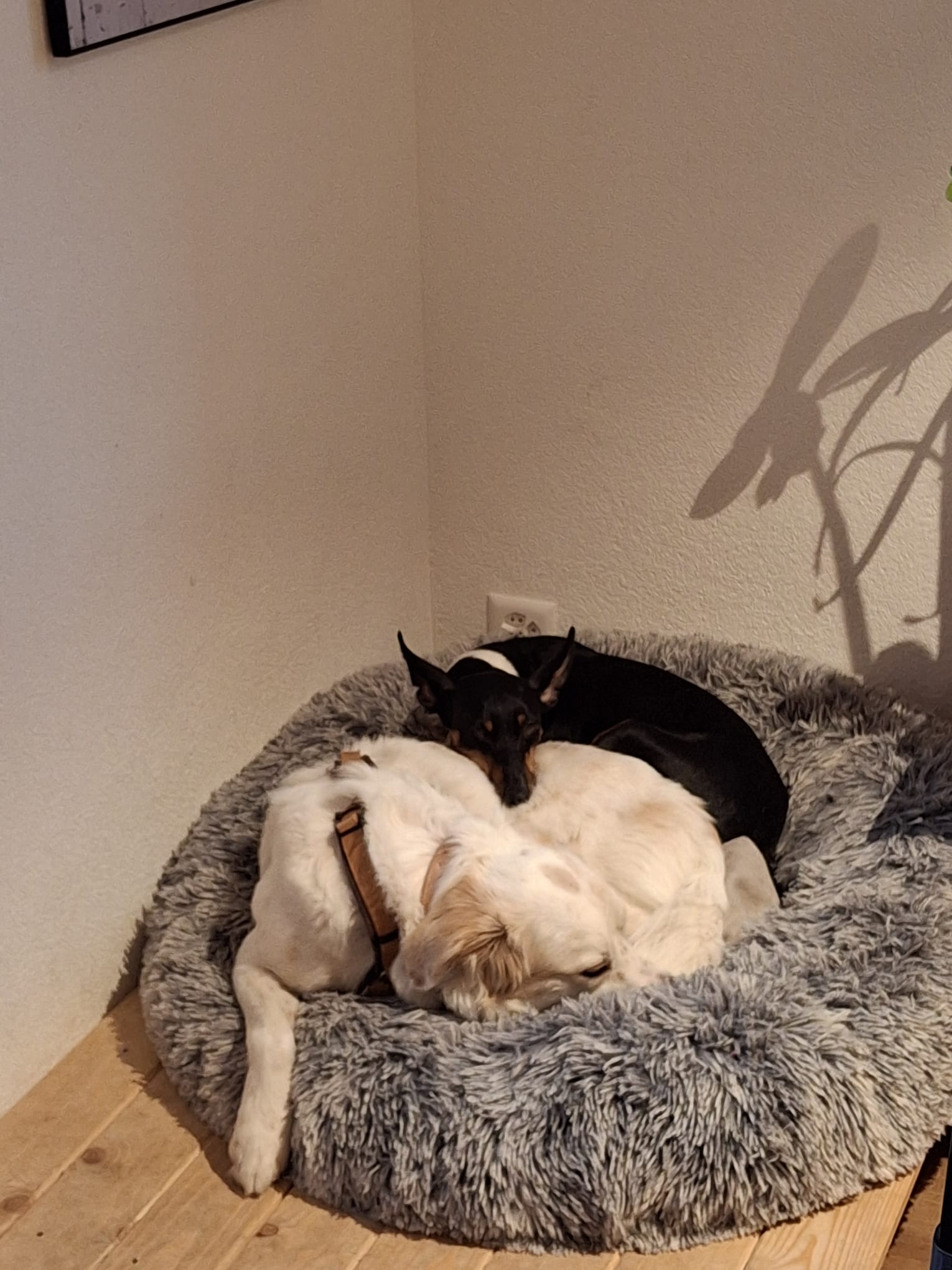 Hund schläft zusammengerollt auf seinem Platz