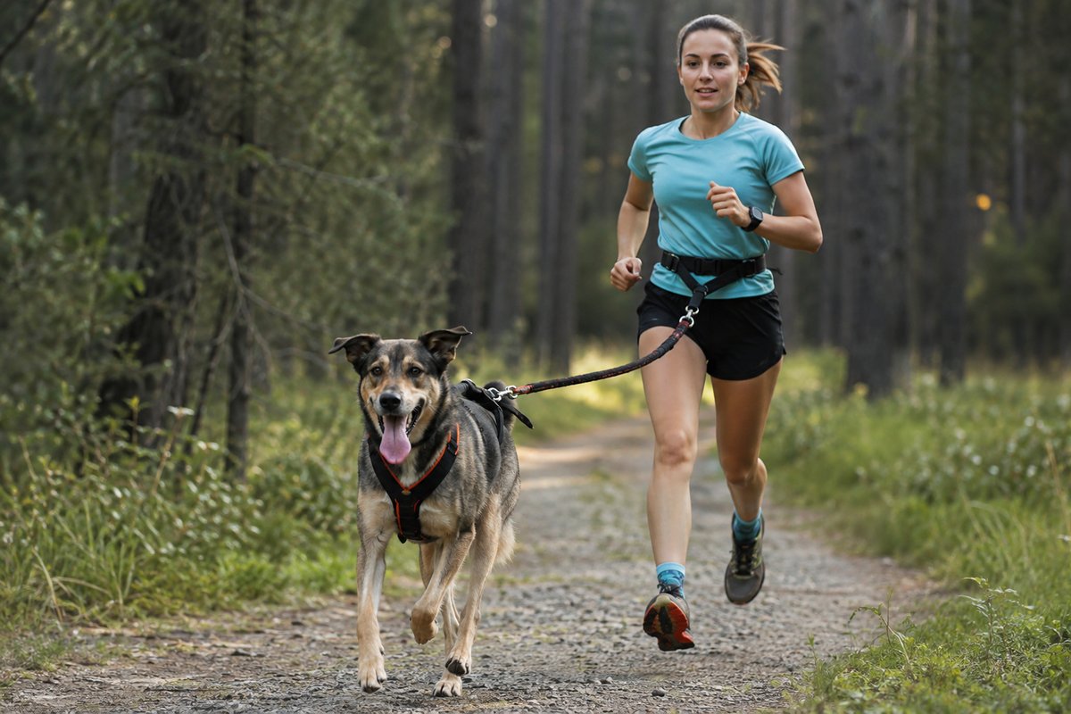 Canicross-Team im Training: Hund im Zuggeschirr zieht voran, Läuferin mit Bauchgurt folgt