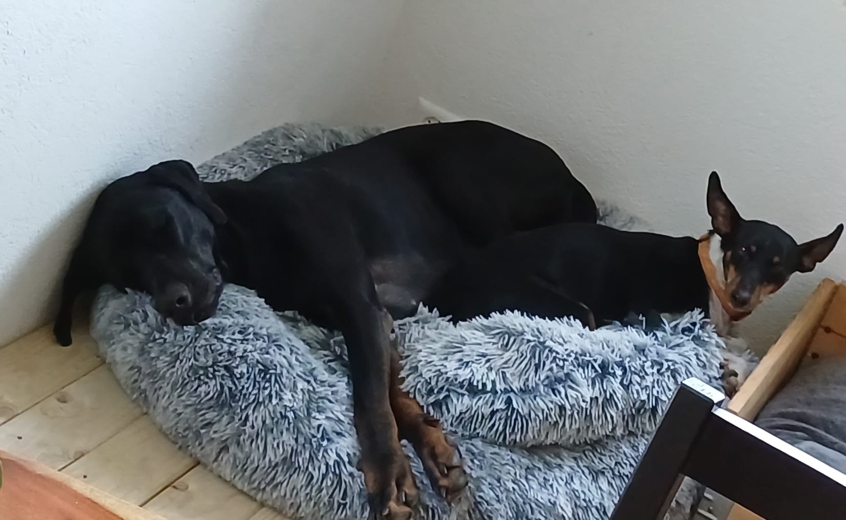 Zwei Hunde ruhen entspannt nebeneinander auf ihrem Platz