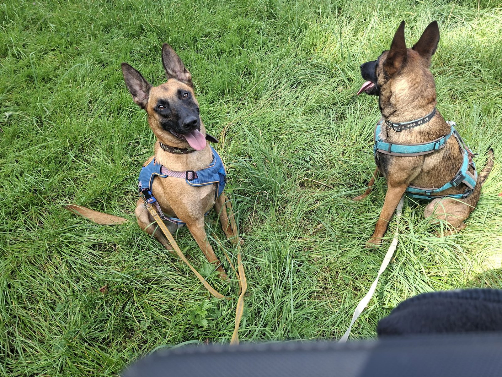 Zwei Hunde sitzen entspannt nebeneinander auf einer Wiese