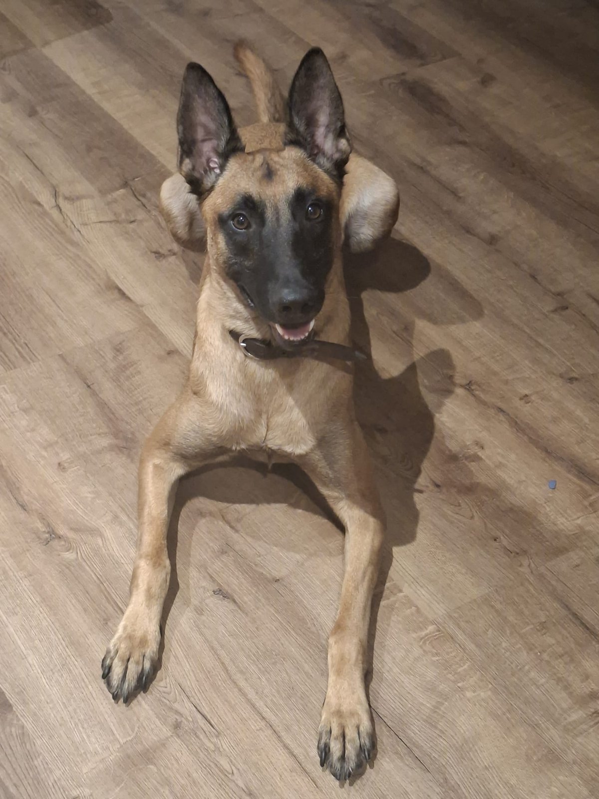 Junger Hund liegt entspannt auf dem Boden und schaut in die Kamera