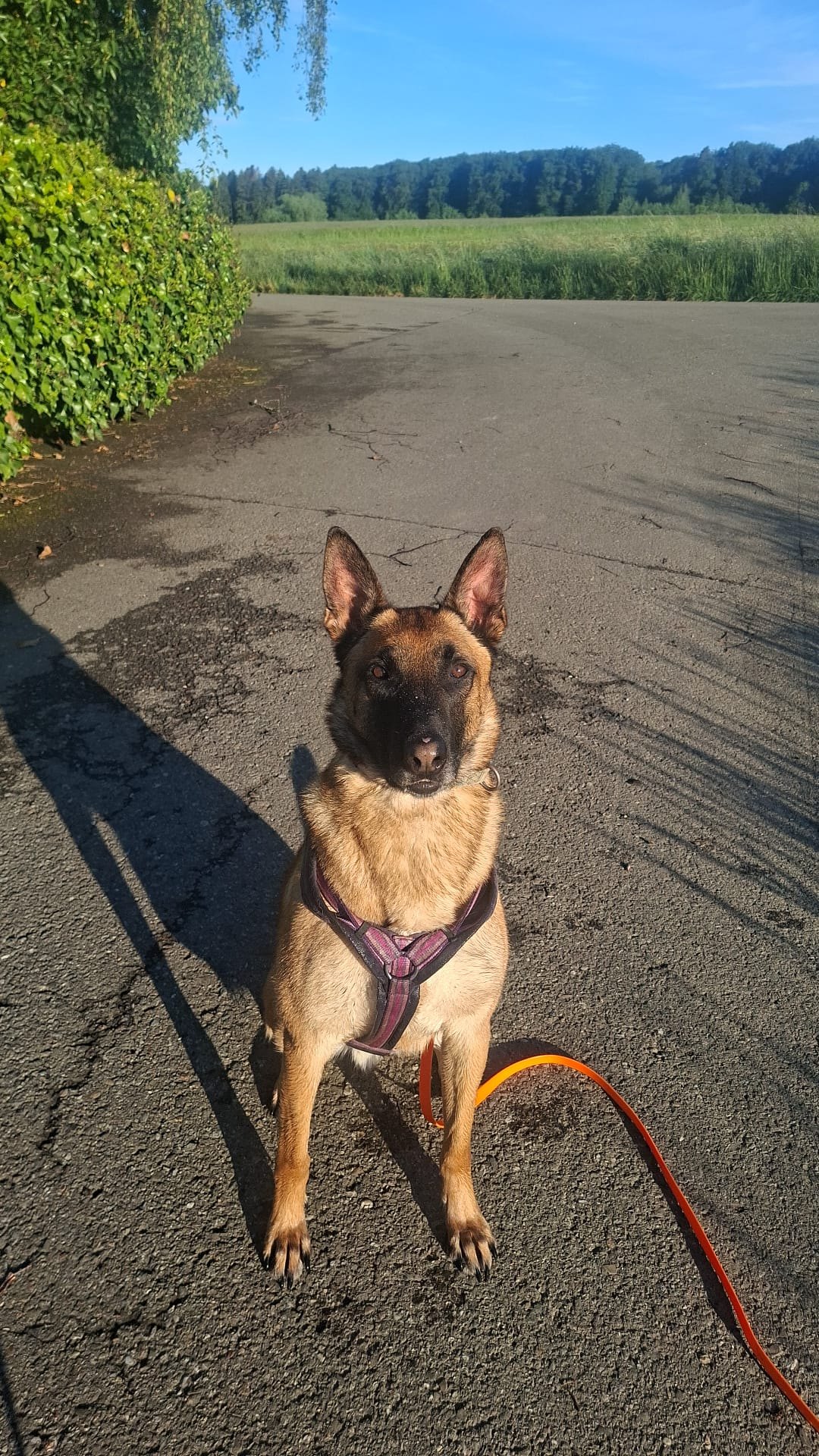Hund sitzt auf einer Strasse am Feldrand