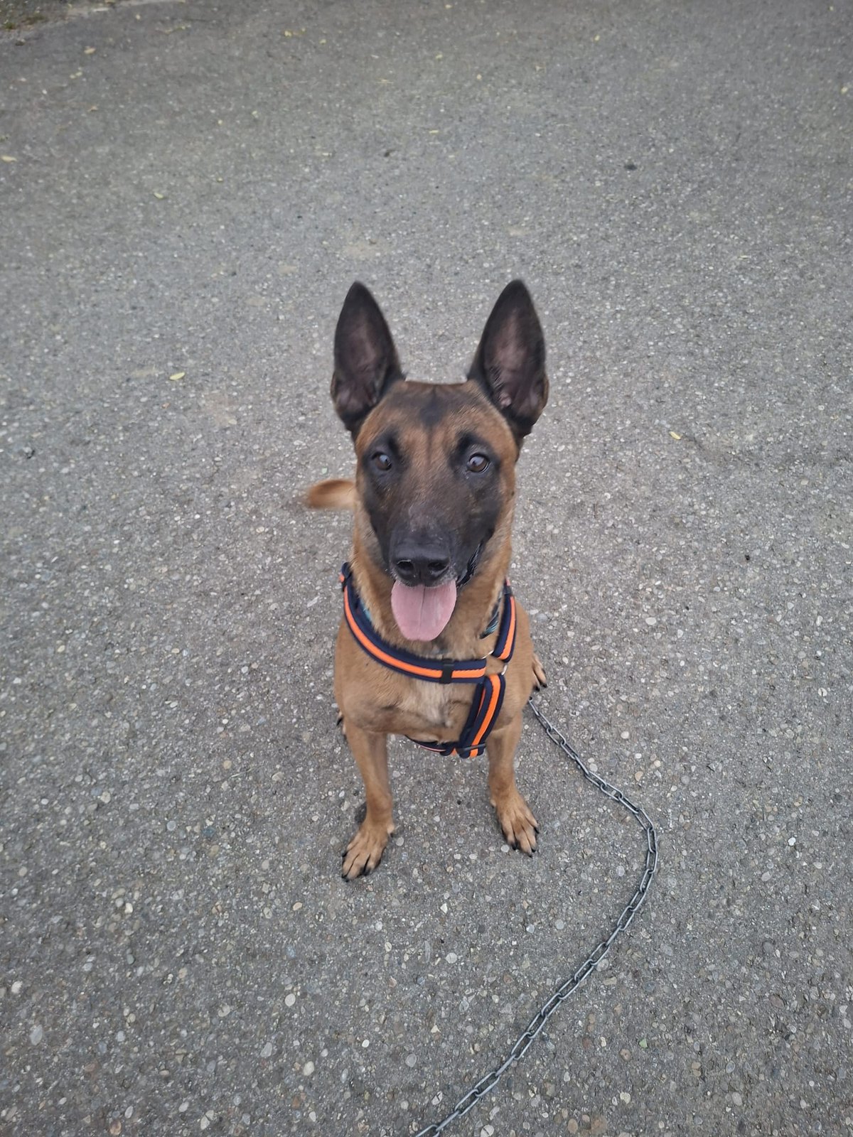 Hund mit orangefarbenem Geschirr sitzt auf dem Weg