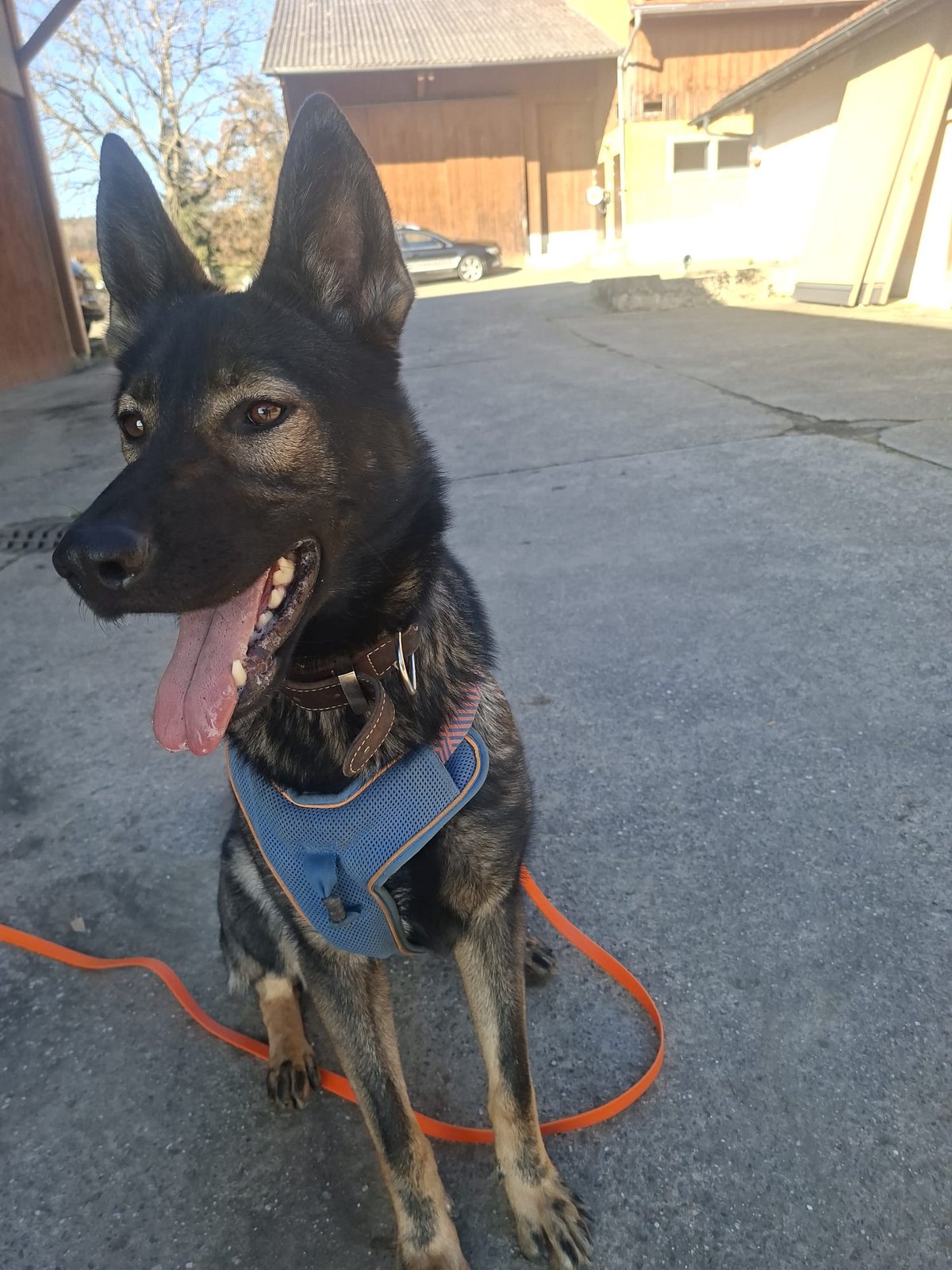 Dunkler Schäferhund steht im Hof