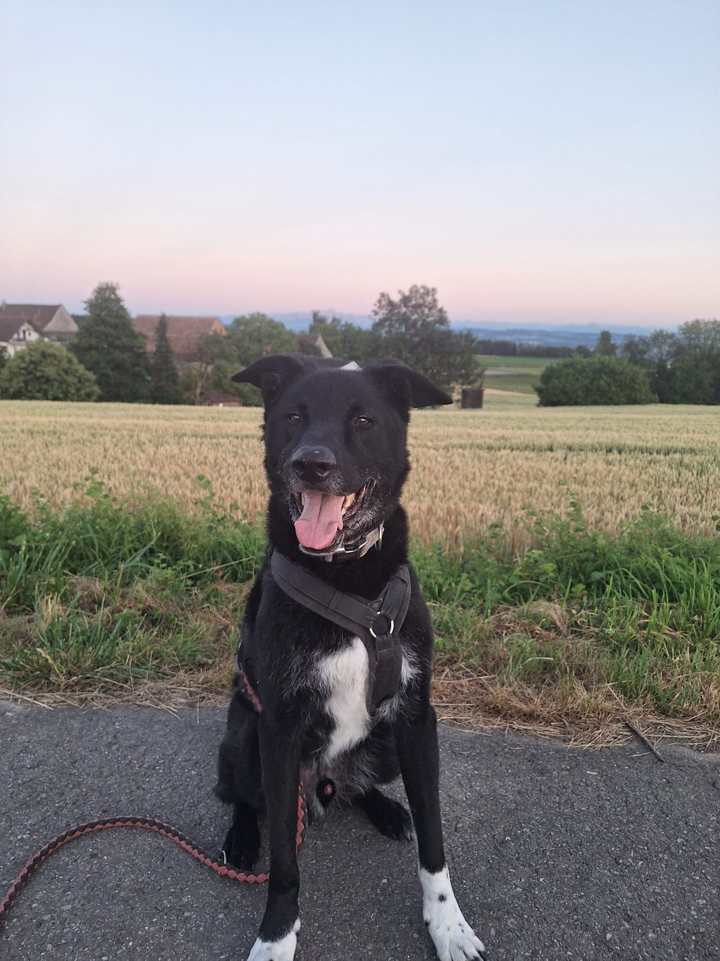 Schwarz-weisser Hund sitzt am Feldrand in der Abendsonne