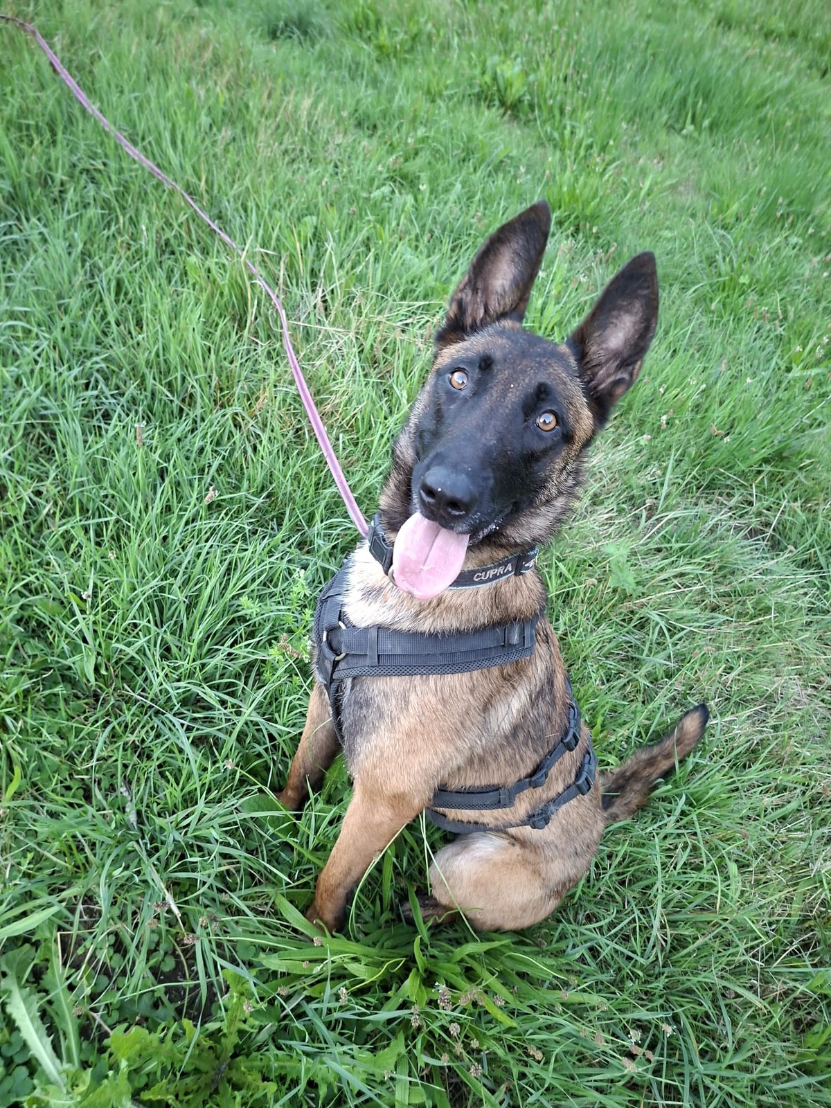 Hund sitzt aufmerksam im Gras