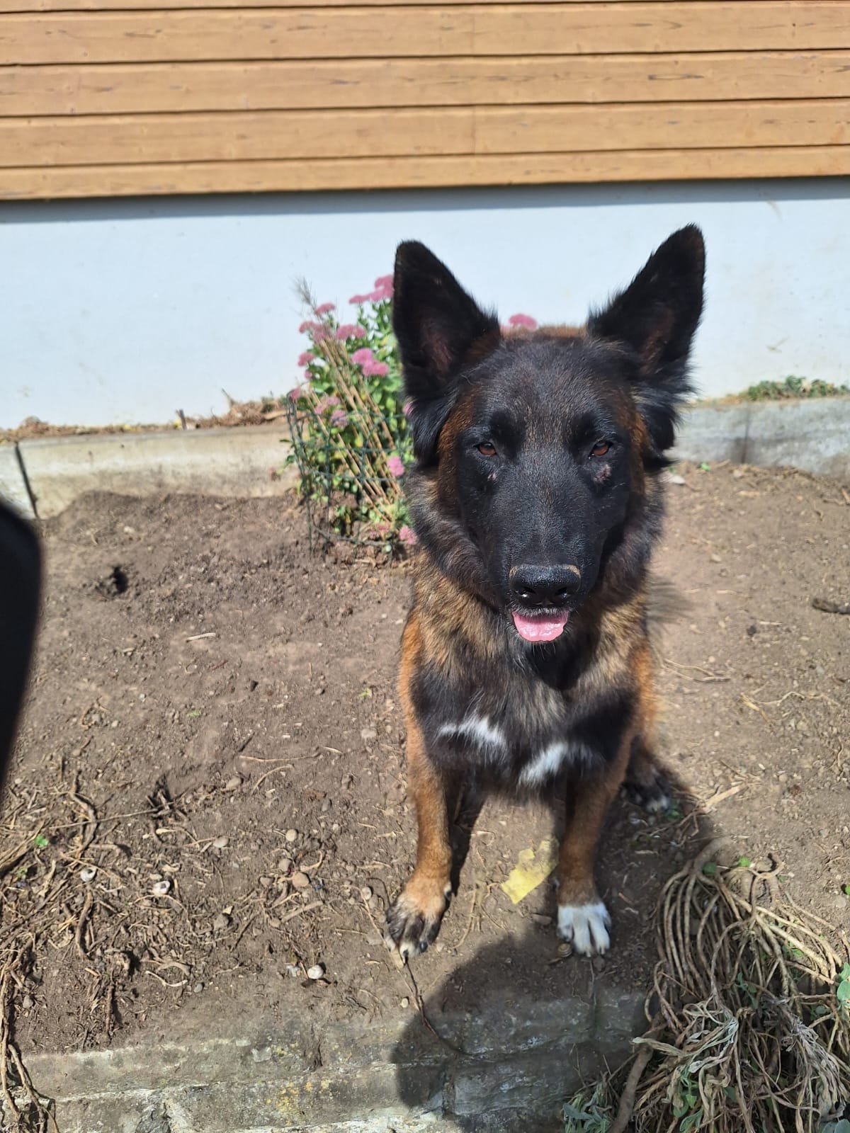 Dunkler Hund steht im Garten