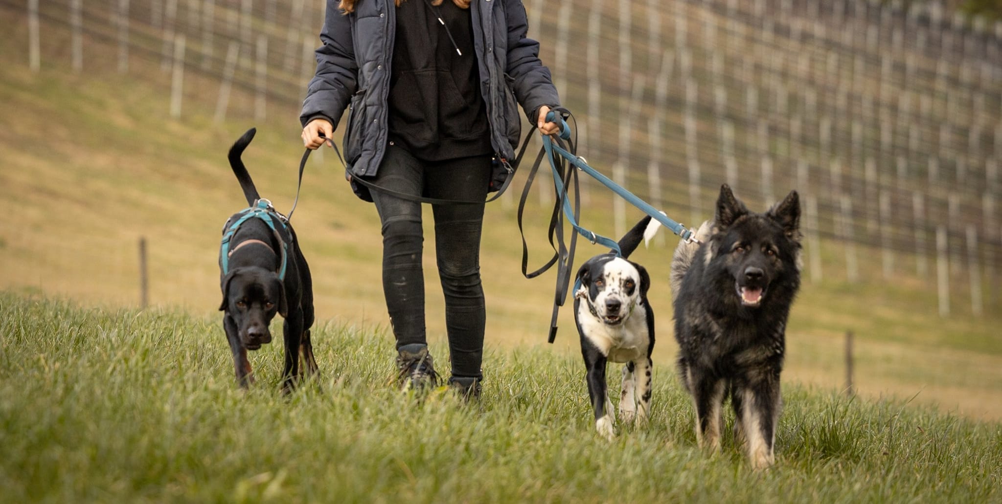 Hundebetreuerin geht mit drei Hunden an der Leine über eine Wiese
